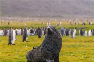 Falkland Eilanden Weersverwachting