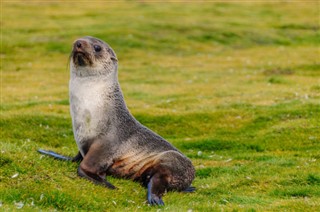 Falkland Islands weather forecast