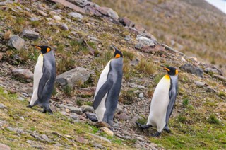 Falkland Islands weather forecast