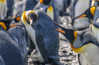 Falklandski otoci vremenska prognoza