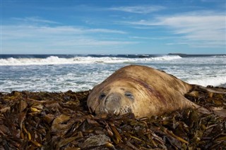 Falkland Islands weather forecast