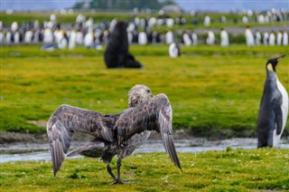 Falkland adaları hava tahmini