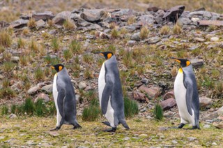 Falklandsøerne vejrudsigt