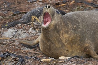 Falklandsøerne vejrudsigt