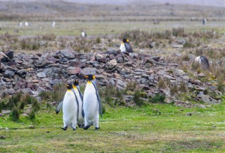 Falklandsøerne vejrudsigt