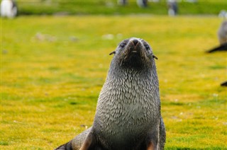 Falklandski otoci Vremenska prognoza
