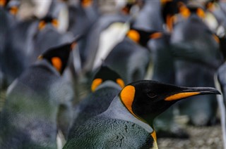 les îles Falkland prévisions météorologiques