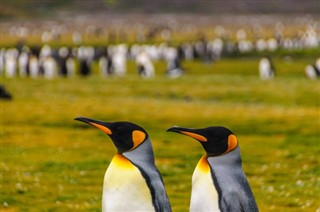 Falkland adaları hava tahmini