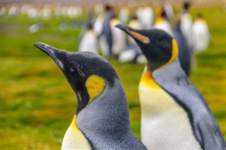 les îles Falkland prévisions météorologiques