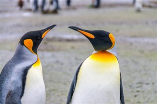 les îles Falkland prévisions météorologiques