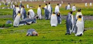 Falklandsøerne vejrudsigt