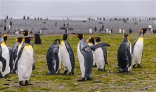 Falklandsøerne vejrudsigt