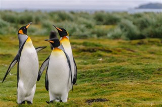 Falkland Isole previsioni del tempo