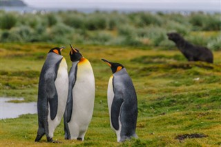 Islas Malvinas pronóstico del tiempo