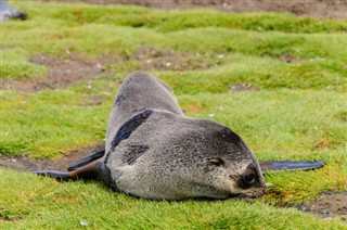 Falklandsøerne vejrudsigt