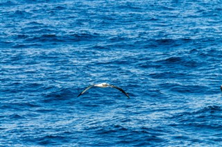 Falklandsøerne vejrudsigt