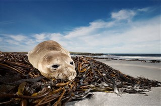 Falklandsøerne vejrudsigt