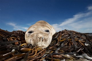 les îles Falkland prévisions météorologiques