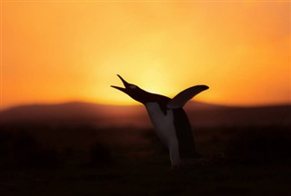 Falklandsøerne vejrudsigt