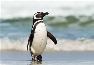Falklandski otoci vremenska prognoza