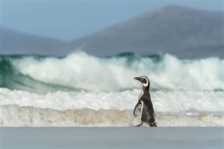 les îles Falkland prévisions météorologiques