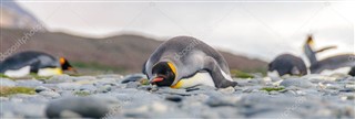 les îles Falkland prévisions météorologiques