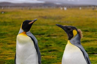Falklandsøerne vejrudsigt