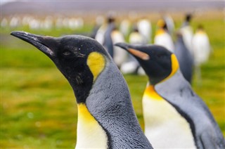 les îles Falkland prévisions météorologiques