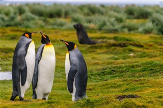 Falklandsøerne vejrudsigt