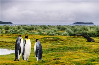 Falkland adaları Hava tahmini