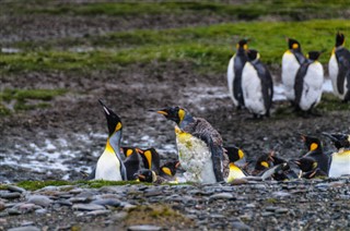 les îles Falkland prévisions météorologiques