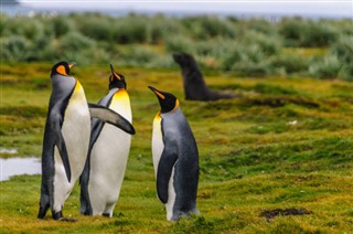 Falkland adaları hava tahmini