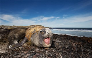 les îles Falkland prévisions météorologiques