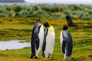 Falkland adaları hava tahmini