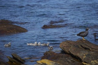 Falklandsøerne vejrudsigt