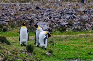 Falkland adaları Hava tahmini