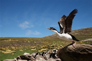 Falkland adaları hava tahmini