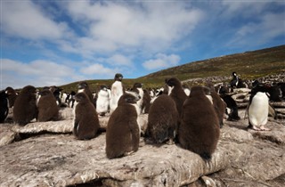Falkland adaları hava tahmini