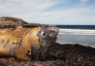 Falklandsøerne vejrudsigt