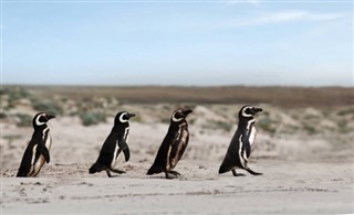 Falklandski otoci vremenska prognoza