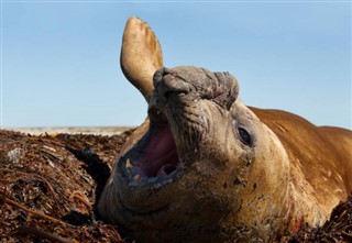 Falklandsøerne vejrudsigt