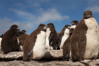 les îles Falkland prévisions météorologiques