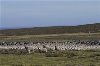 Falkland adaları hava tahmini