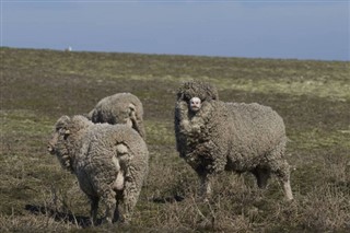 Falkland adaları hava tahmini