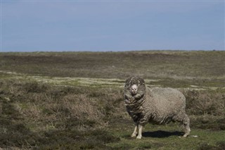 Falkland Eilanden Weersverwachting