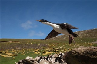 Falkland Isole previsioni del tempo