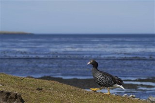 Falkland adaları hava tahmini