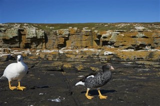 Falkland adaları Hava tahmini