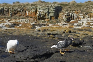 Falkland adaları hava tahmini