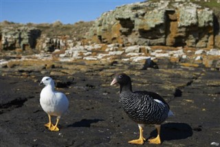 les îles Falkland prévisions météorologiques